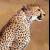 630.gif